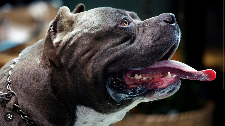 Dog Poop Pickup in Memphis, Michigan