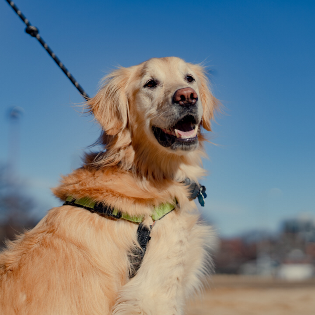 Dog Poop Pickup in Memphis, Michigan
