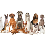 Dog Poop Pickup in Memphis, Michigan