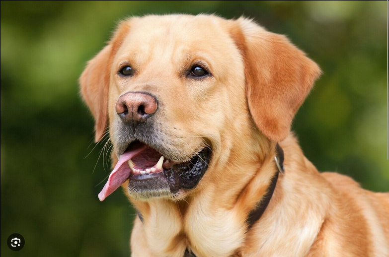 Dog Poop Pickup in Memphis, Michigan